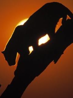 African Sunset, Leopard.jpg